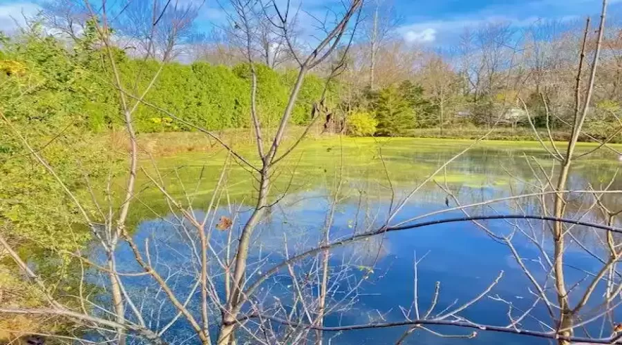 Fall Pond View